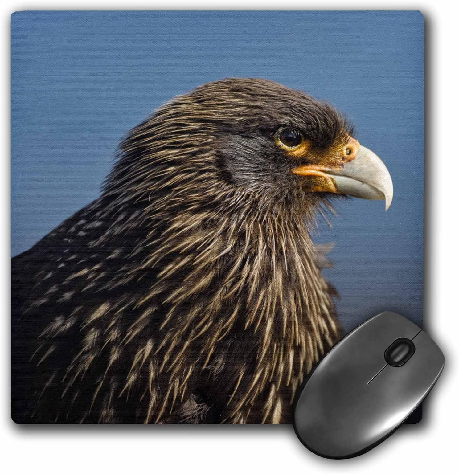 Danita Delimont - Birds - Chimango Caracara bird, Falkland Islands - SA09 KSU0033 - Keren Su - MousePad (mp_86502_1)