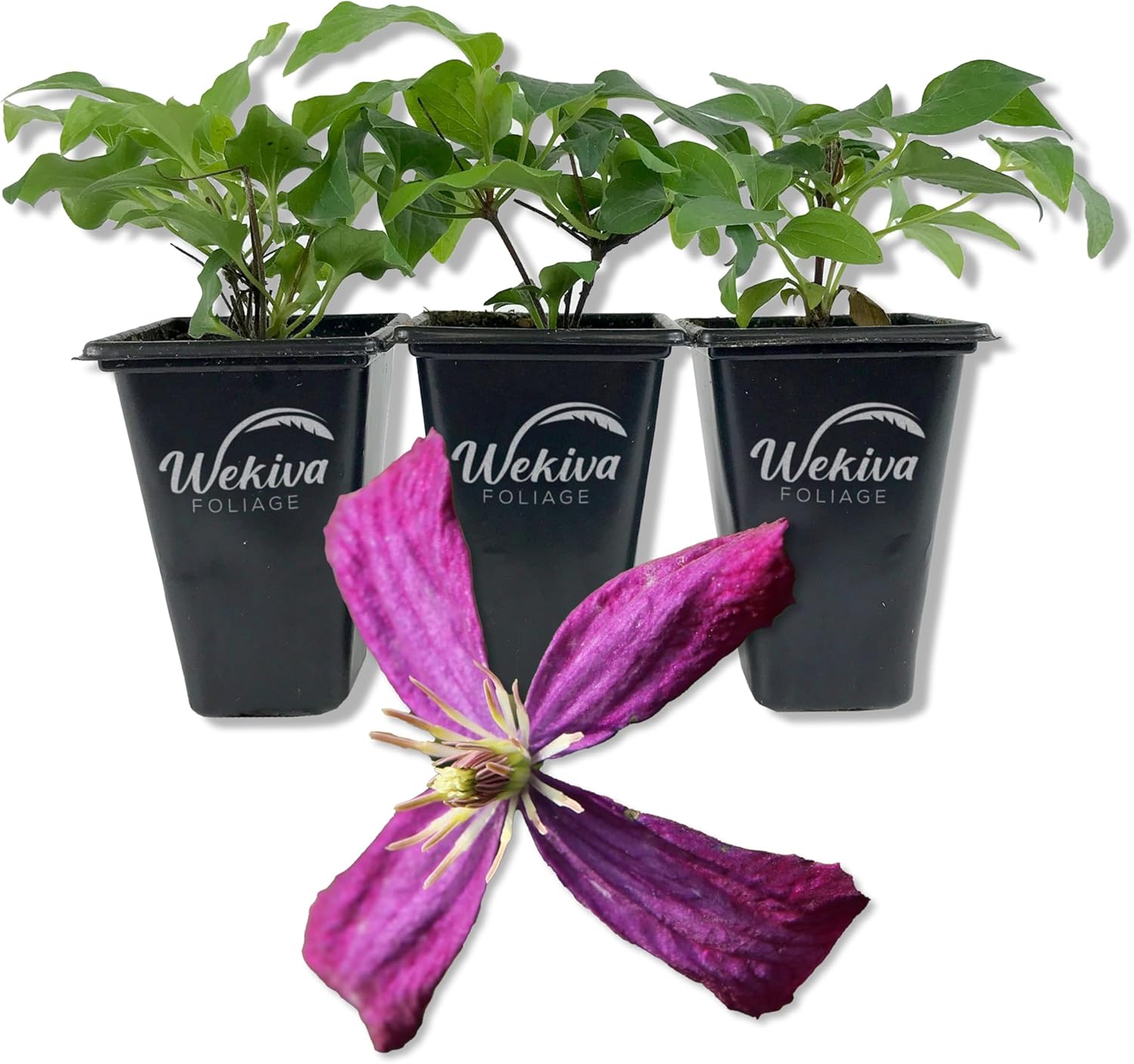 Clematis Sweet Summer Love - 3 Live Starter Plants - Beautiful Star Shaped Compact Magenta Flowering Vine