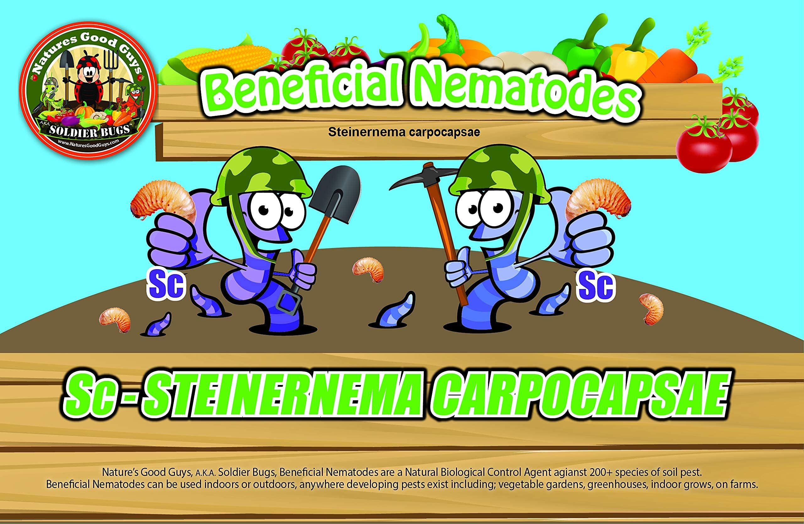 Beneficial Nematodes Sc-Steinernema carpocapsae 250 Million