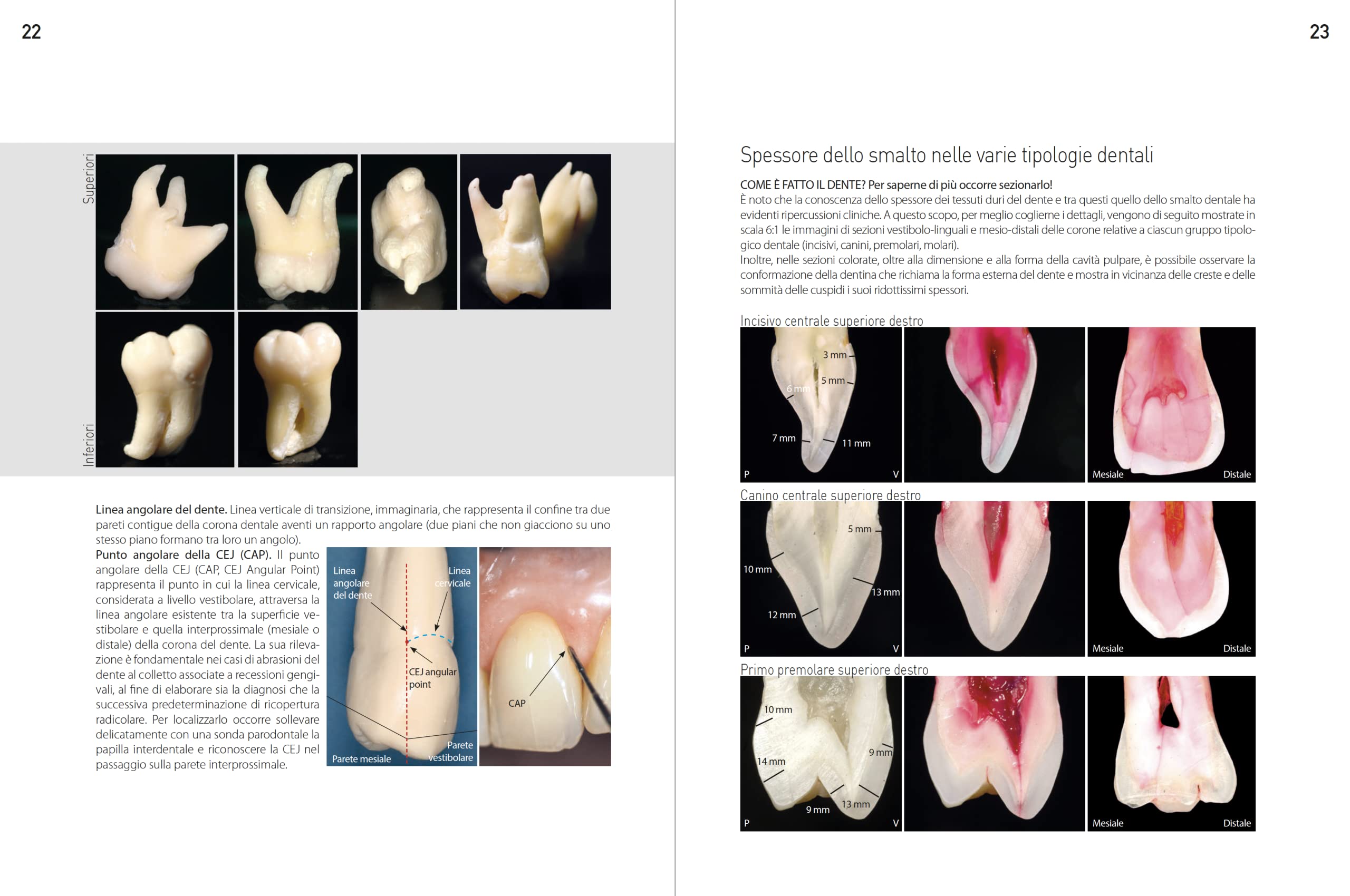 Morfologia dentale. Estetica e funzione