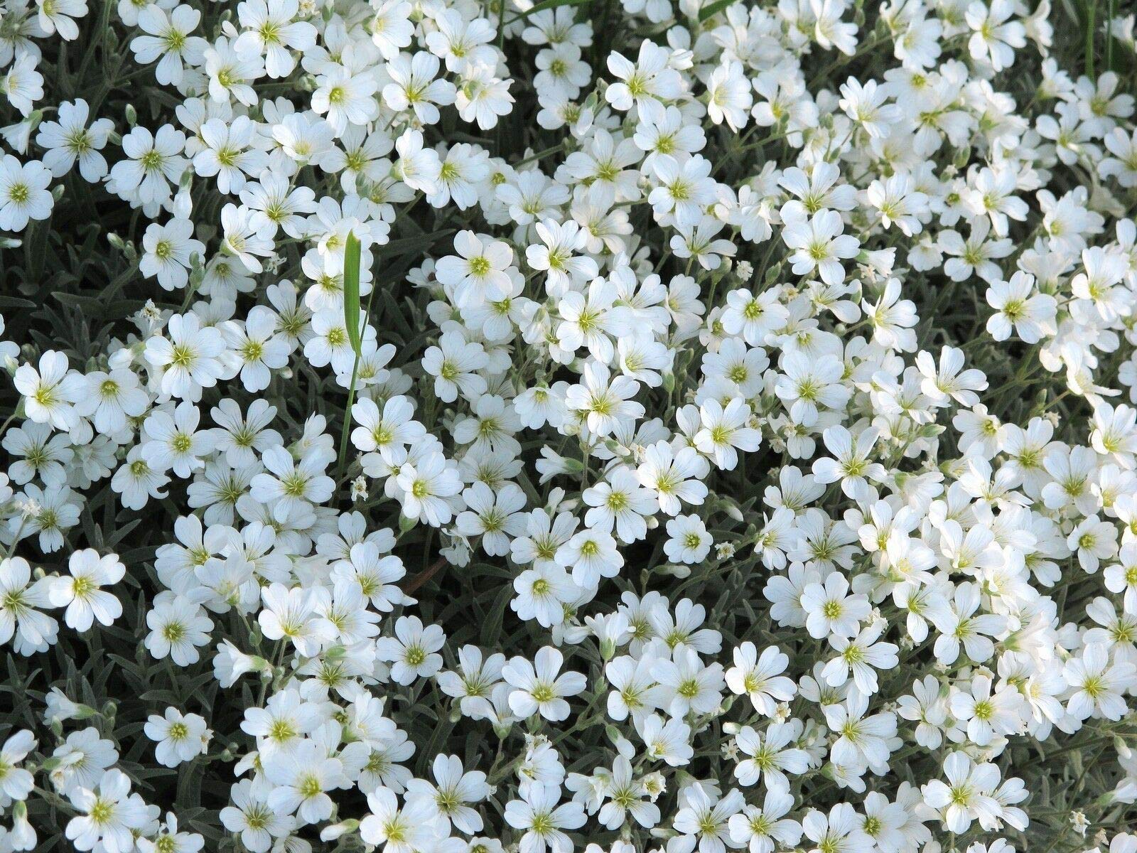 Snow in Summer 1200 Seeds - Chickweed - Cerastium Tomentosum - Perennial Flower - NPWS