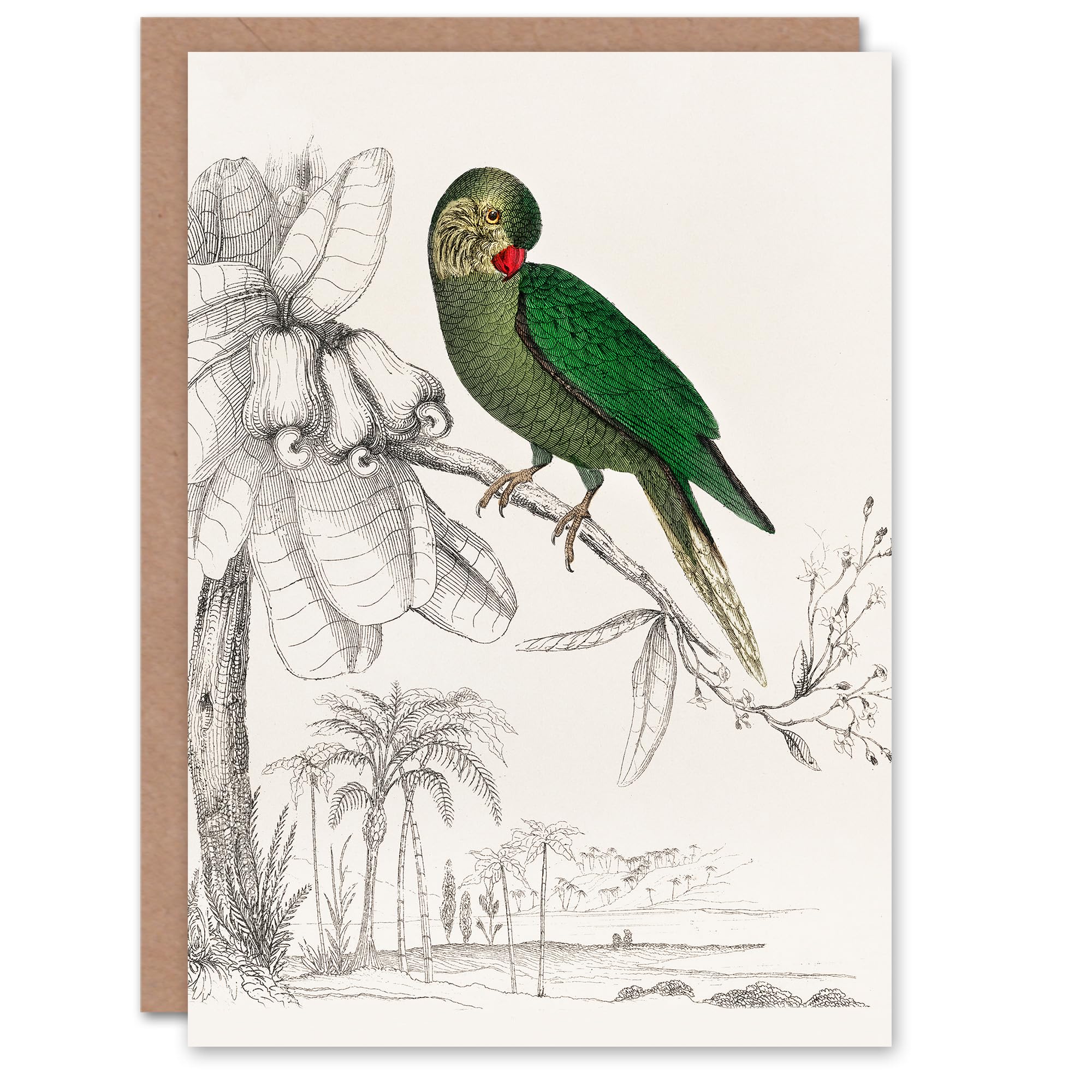 Artery8 Oliver Goldsmith Art Card Green Parakeet Parrot Drawing