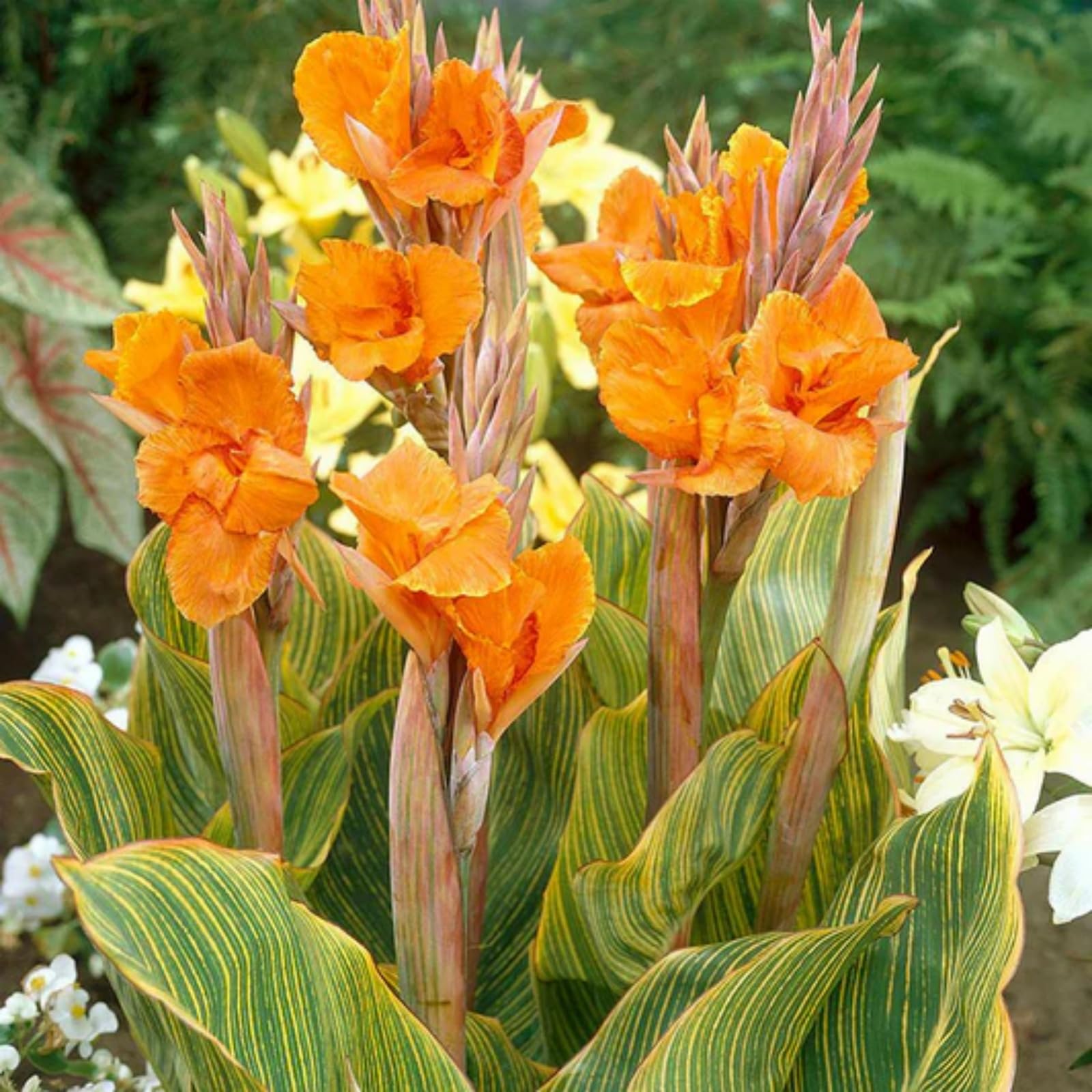 Canna Plants for Sale/Canna Lily Plant Root Excellent Display Indoor Perennial Balcony Garden Bulbs Can Be Potted-2bulbs-G