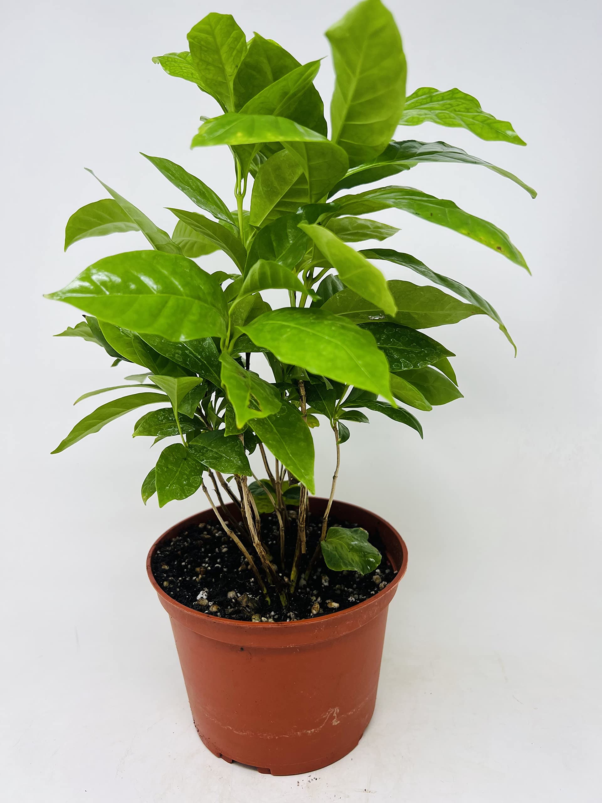 JM BAMBOO Arabica Coffee Bean Plant - 6