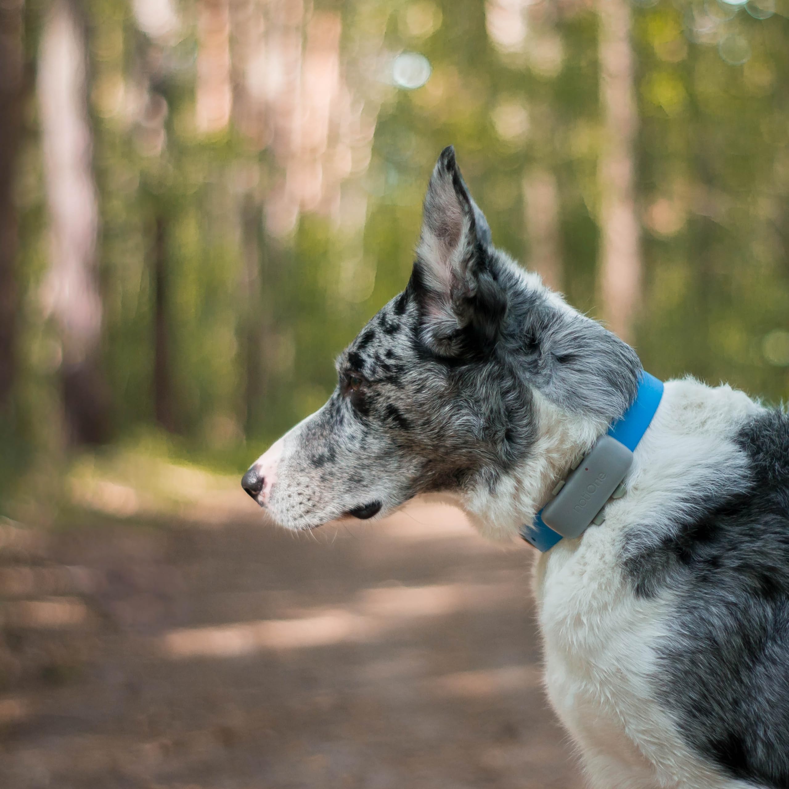 Tracker Basic – GPS-Tracker für Hunde & Katzen ohne ABO auf Lebenszeit – Wasserdichtes Mini-Gerät | Funktioniert in einem ausgewählten europäischen Land