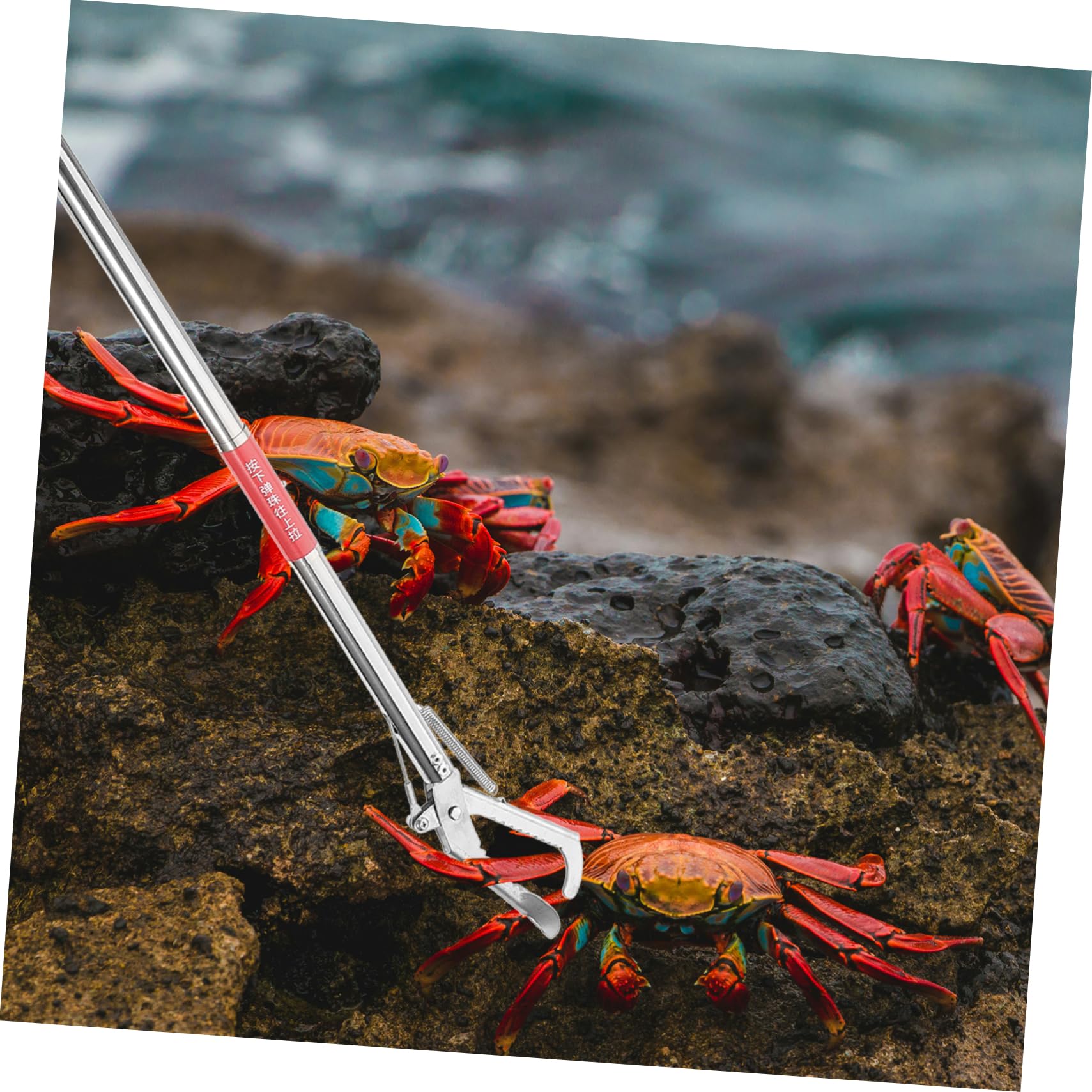 LIFKOME Pinza per Crostacei Impugnatura in Metallo Inossidabile per Design Antiscivolo per Acchiappare Granchi e Gamberi Acchiappare Granchi e Gamberi