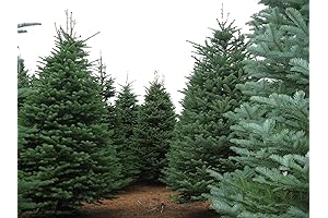 Noble Fir Seedlings Guaranteed To Grow