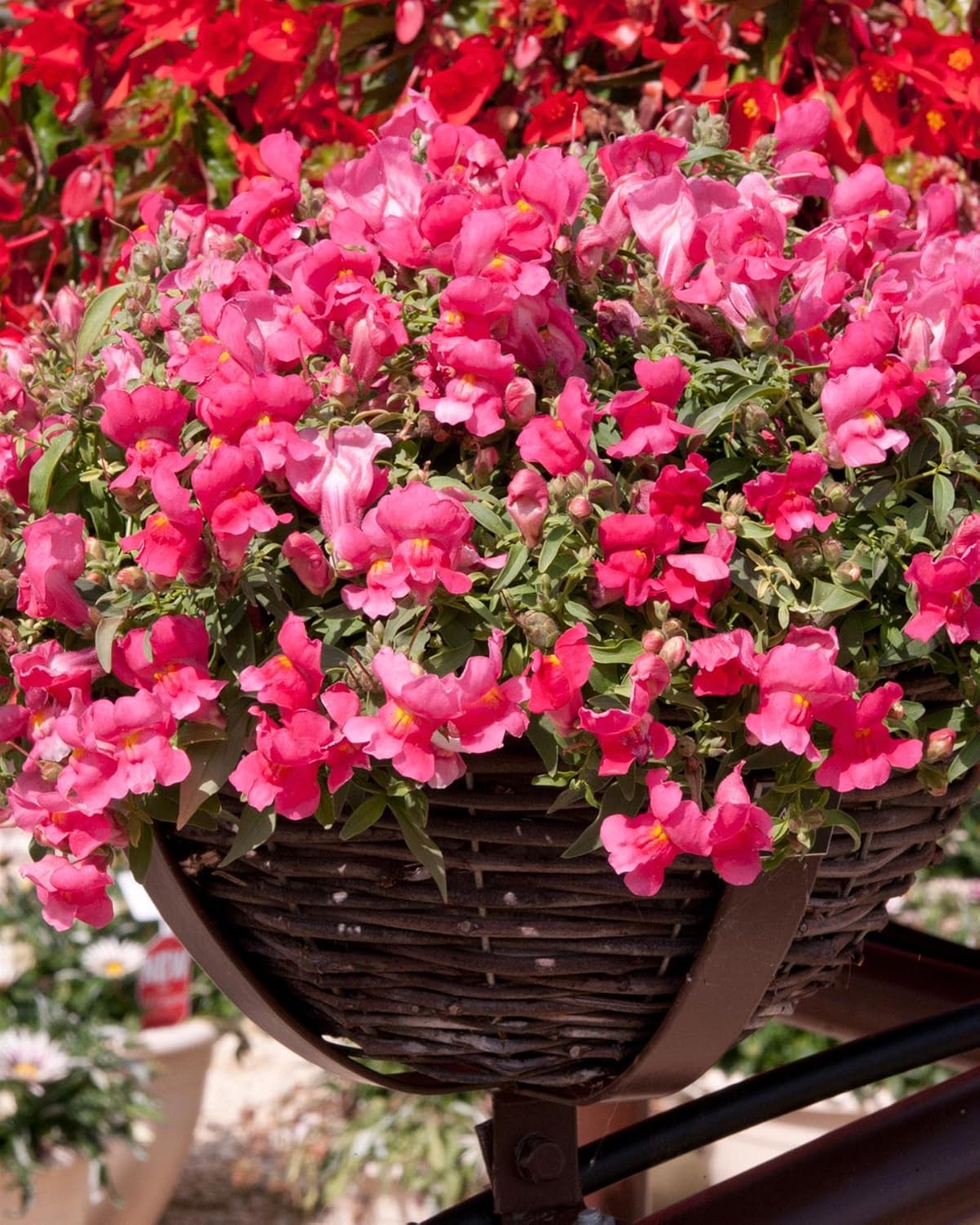 Antirrhinum Trailing Bedding Plants Pink Colour 6 Pack Garden Ready