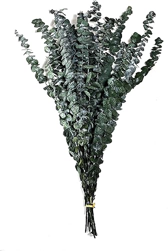 Miniatura 1 de CalCastle Craft Paquete de eucalipto natural preservado de alta calidad de 28 pulgadas de alto, ramas densas a granel (8 onzas)