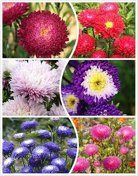 200+ Almanac Aster Seeds Callistephus Tall Double Gremlin Aster Flower Seed