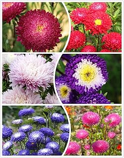 200+ Almanac Aster Seeds Annual Callistephus Tall Double Gremlin Aster Flower Seed Attracts Butterflies