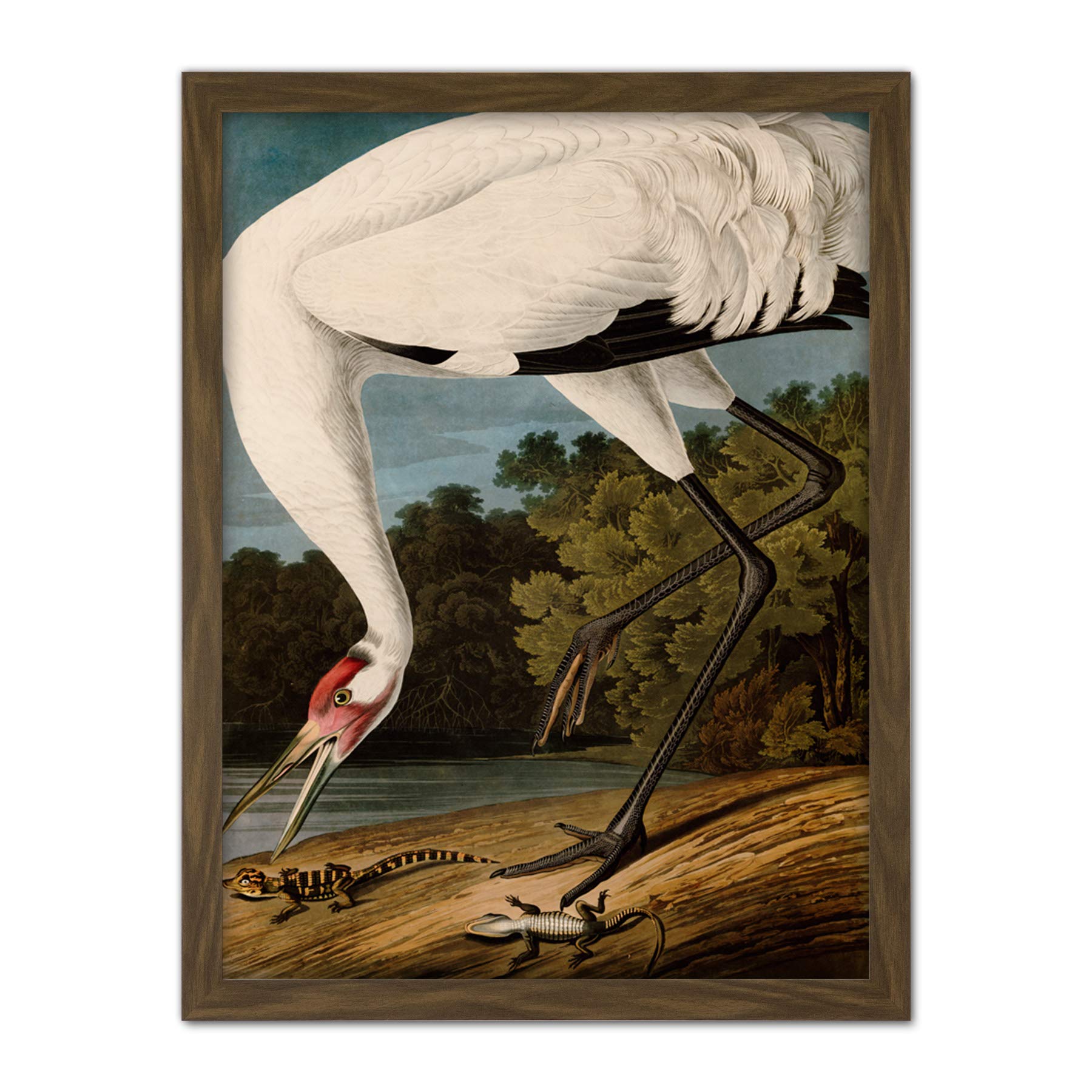 Artery8 Audubon Birds Hooping Crane Painting Artwork Framed Wall Art Print 18X24 Inch
