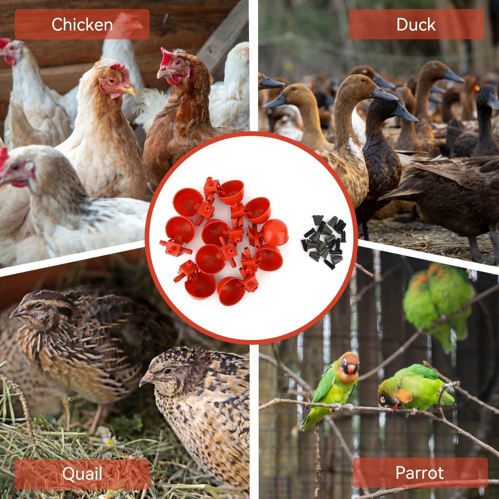 10 Tazze per Abbeveratoio Pollo, Bevitori Automatici in Plastica Mangiatoie Utensili Acqua Potabile, Macchina Bere Pollame Gabbie Abbeveratoio Da 3,5 Pollici Tazza per Uccello Quaglia Piccione Pollo