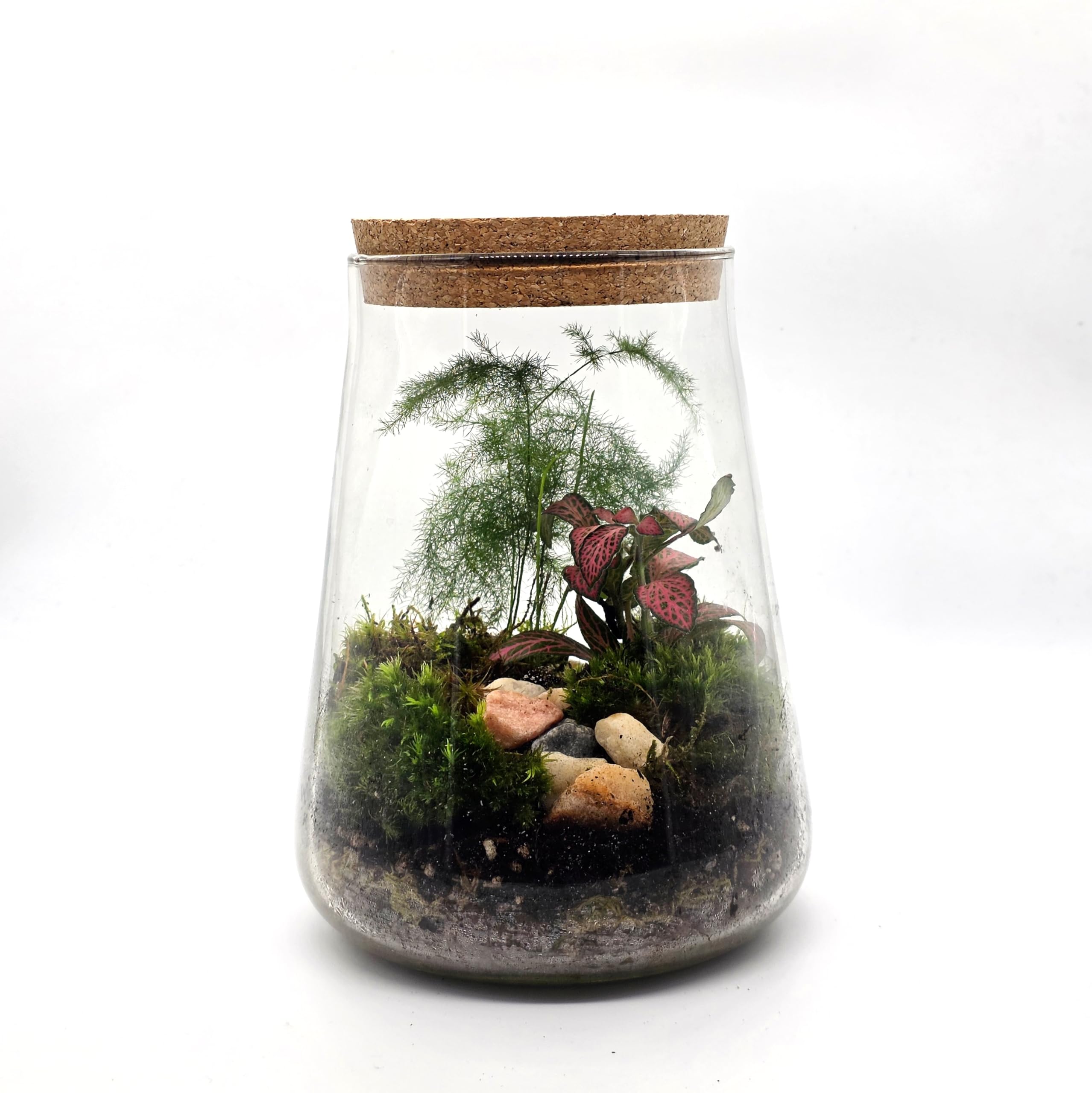 Kit de terrario cerrado con tarro de vidrio de 1,8 L, juego completo de terrario con tapa de corcho, musgo, LECA, tierra y piedras decorativas