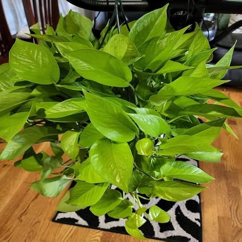 The pothos plant prosperous and wealth grows