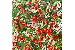 QAUZUY GARDEN 20 Premium Sweety Drop Pepper Seeds
