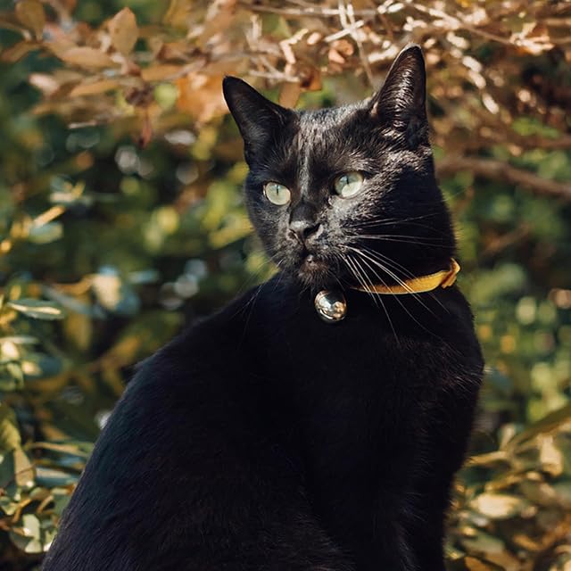Foto 5 de 5 de Beau's Bells V2 - Campanas de collar para gatos y perros con nuevo clip de liberación rápida de fácil…