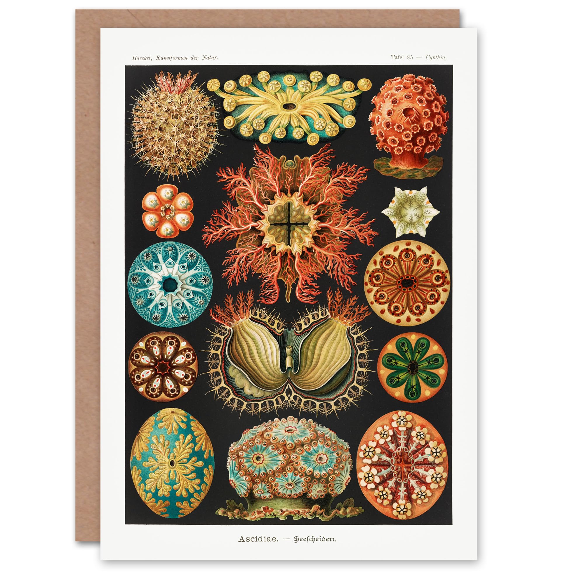 Artery8 Ernst Haeckel Art Card Ascidiae Colourful Marine Life
