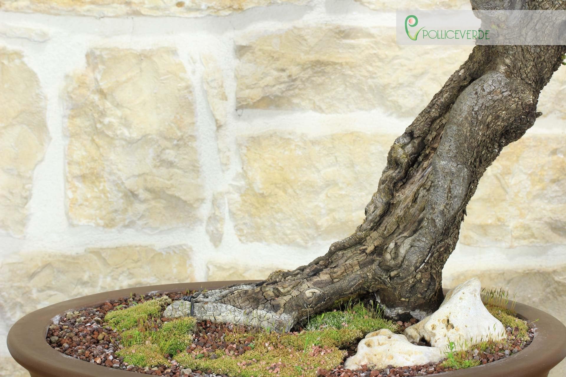 Bonsai di Carpino Nero (2)