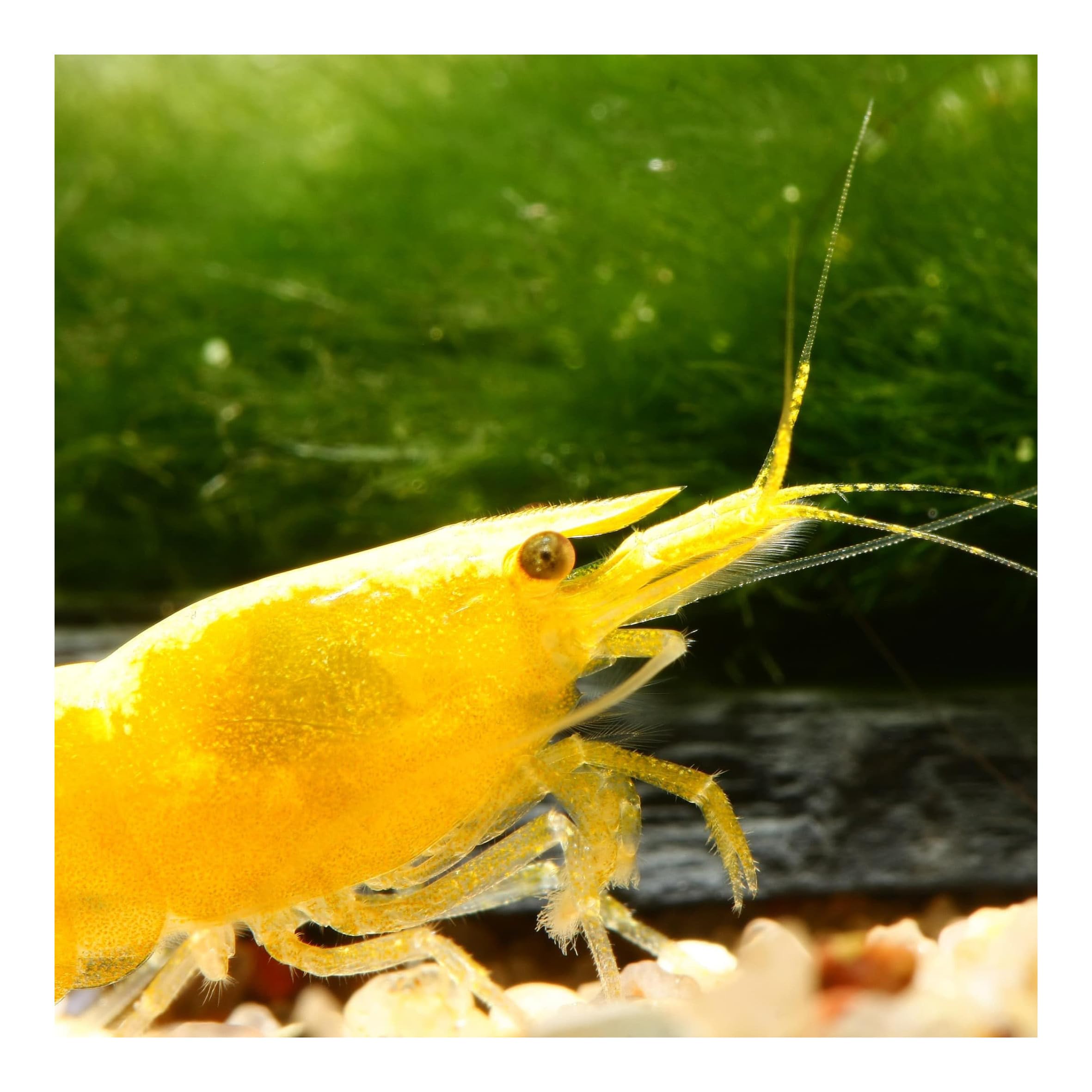 10 x Yellow Golden Top Zwerggarnele, Neocaridina davidi, Yellow Neon Rückenstrich Garnele, für Einsteiger, leicht zu pflegen und zu züchten