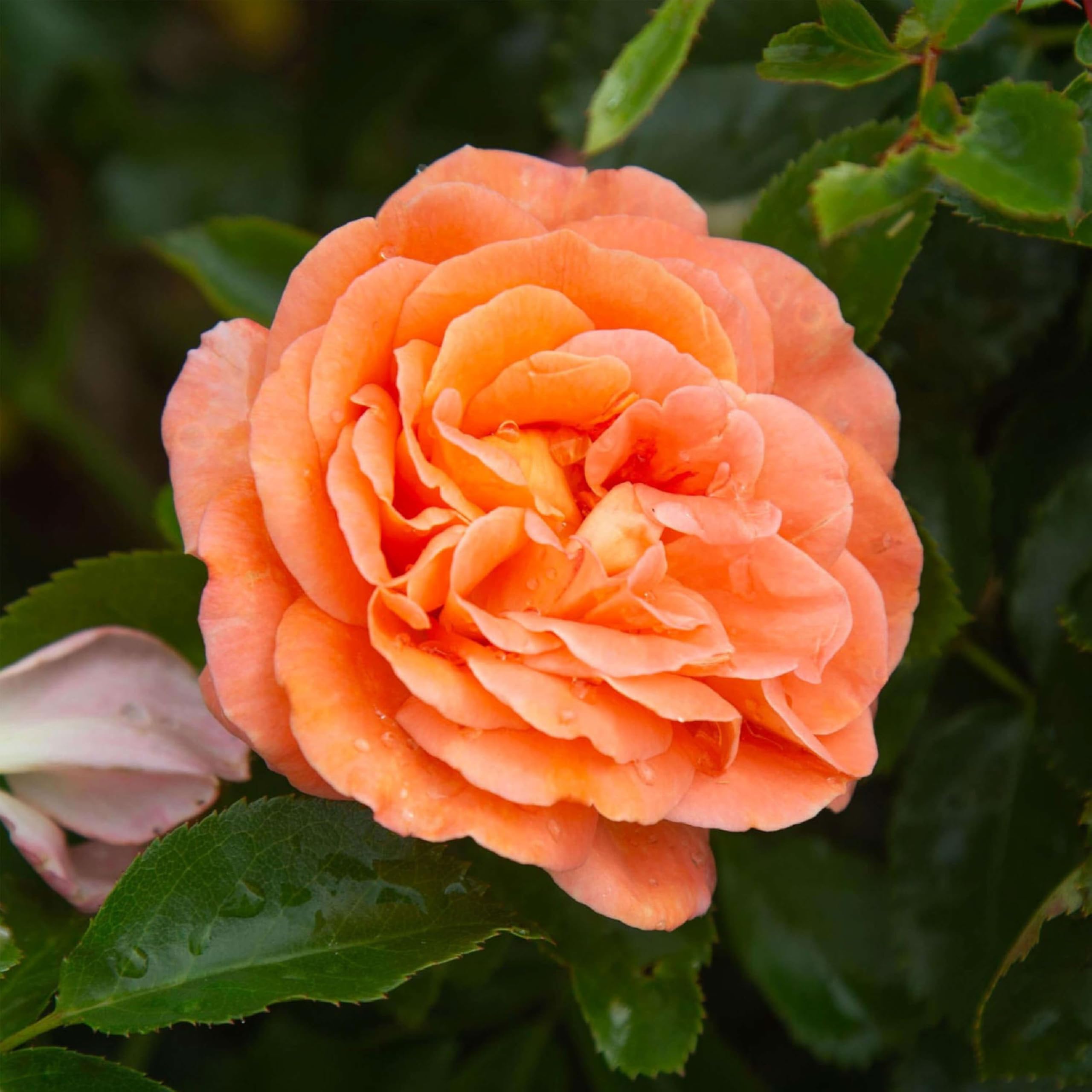 Heirloom Floribunda Rose