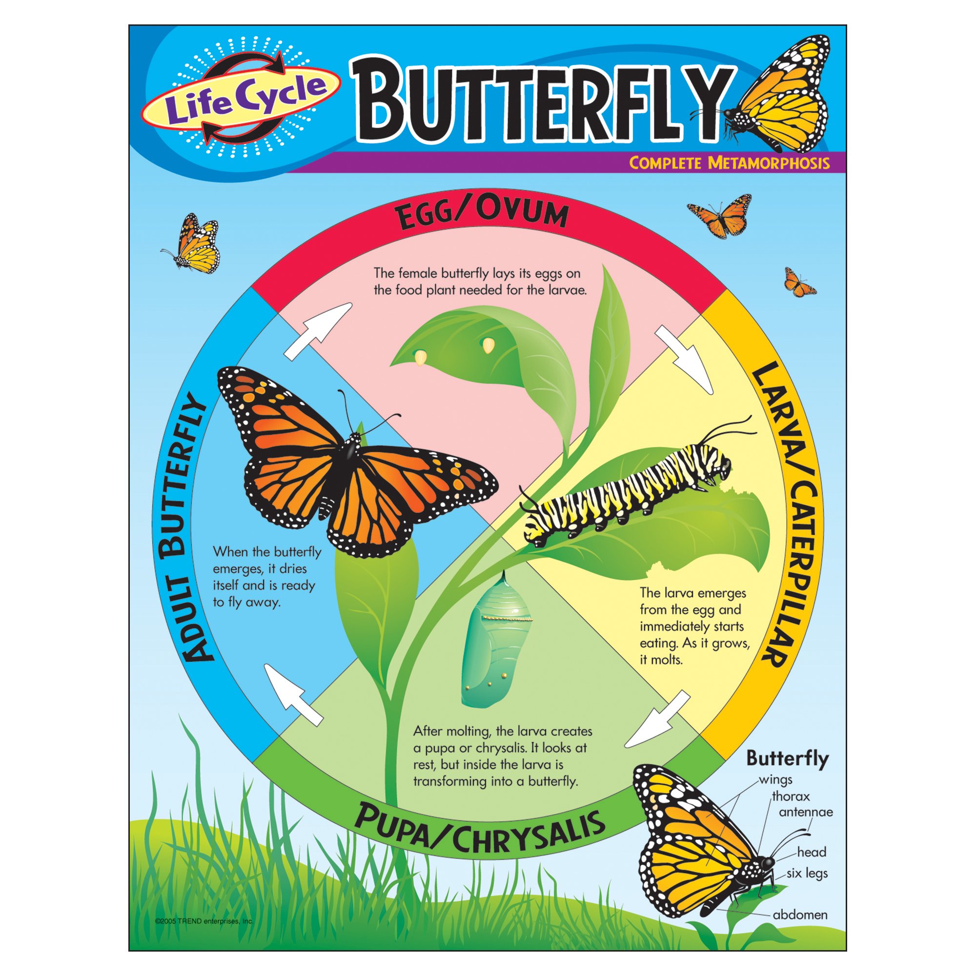 CHART LIFE CYCLE OF A BUTTERFLY