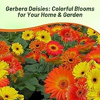 Vista 63 de Outsidepride Bicolor Mix Gerbera Seeds - 10 Pcs Perennial, Compact & Low Maintenance, Flower Seeds for Planting w/Vibrant Mixed Blooms, Ideal for