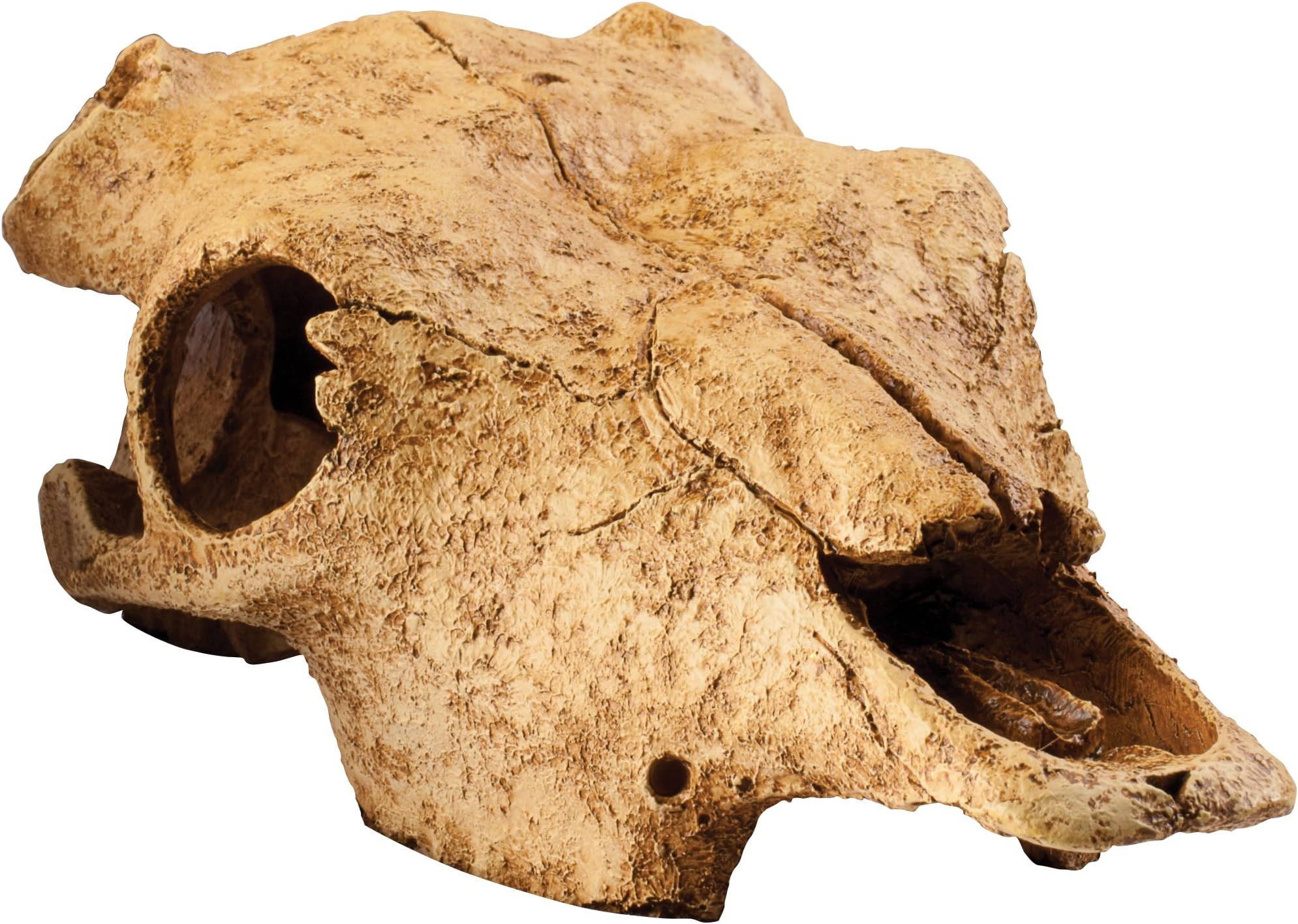 Buffalo Skull Terrarium D