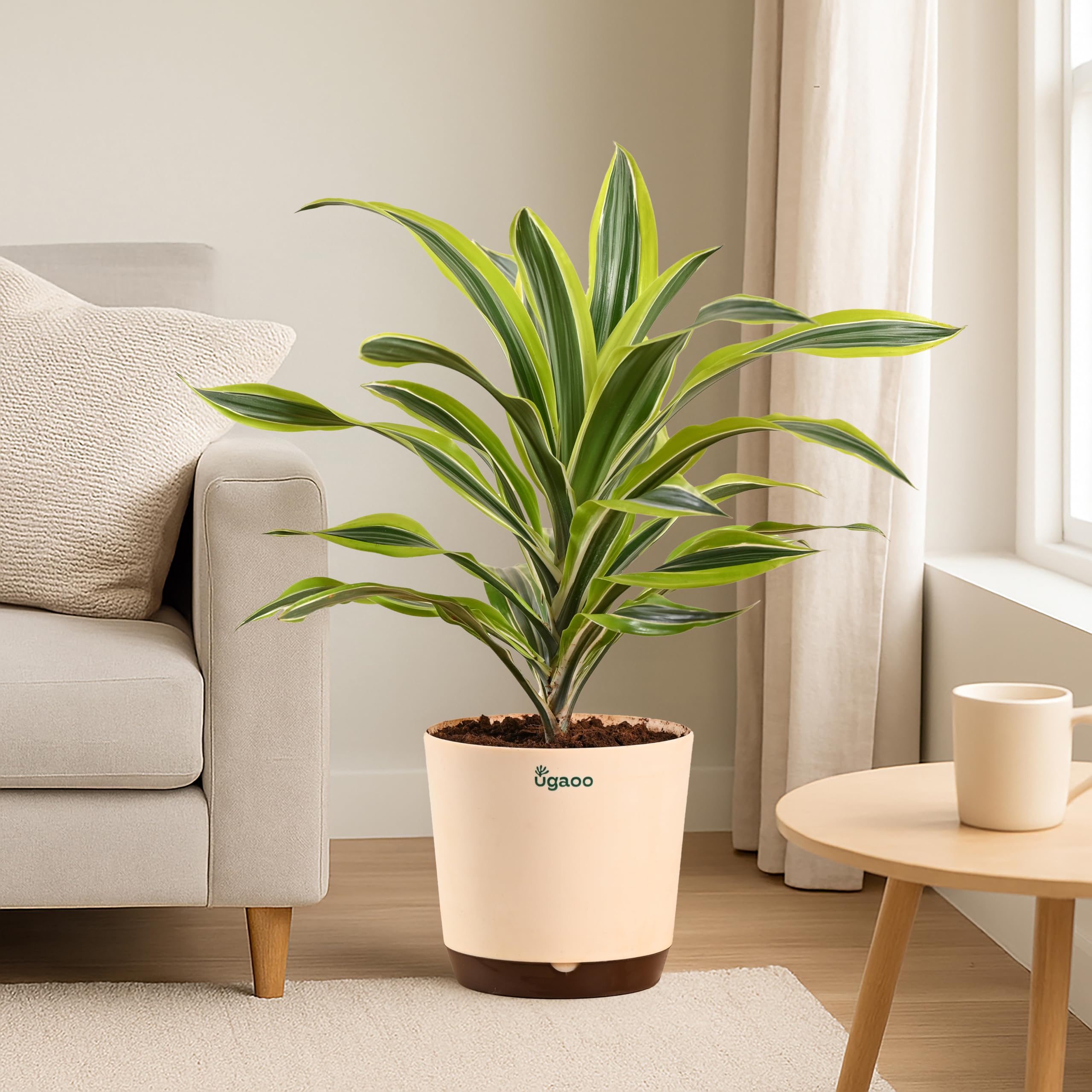 Ugaoo Dracaena Lemon Lime Plant in 7.5 Inch Self Watering Pot-image-10