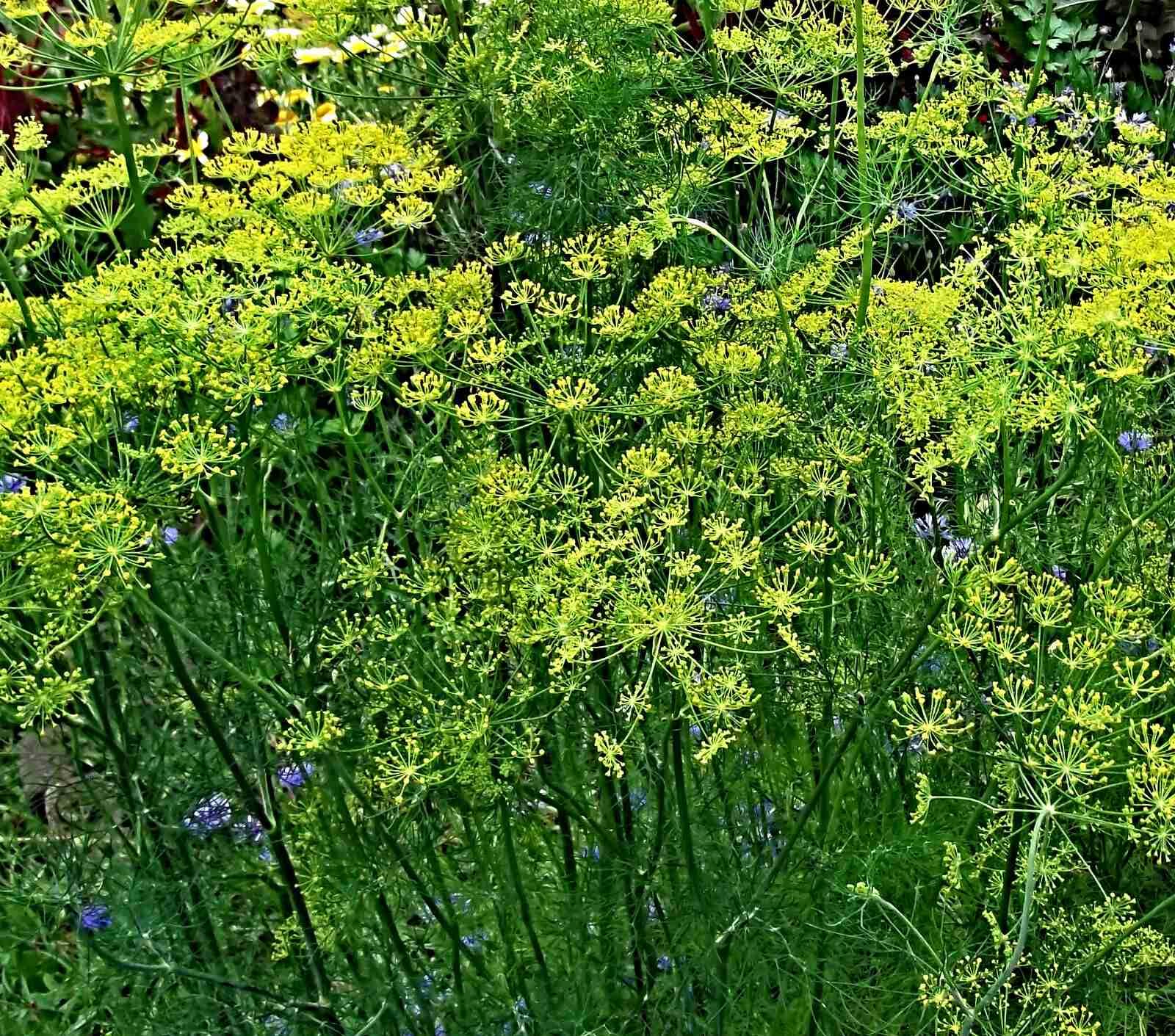 Dill Samen Mammut, Anethum graveolens, größte Dill Sorte (10.000 Samen)