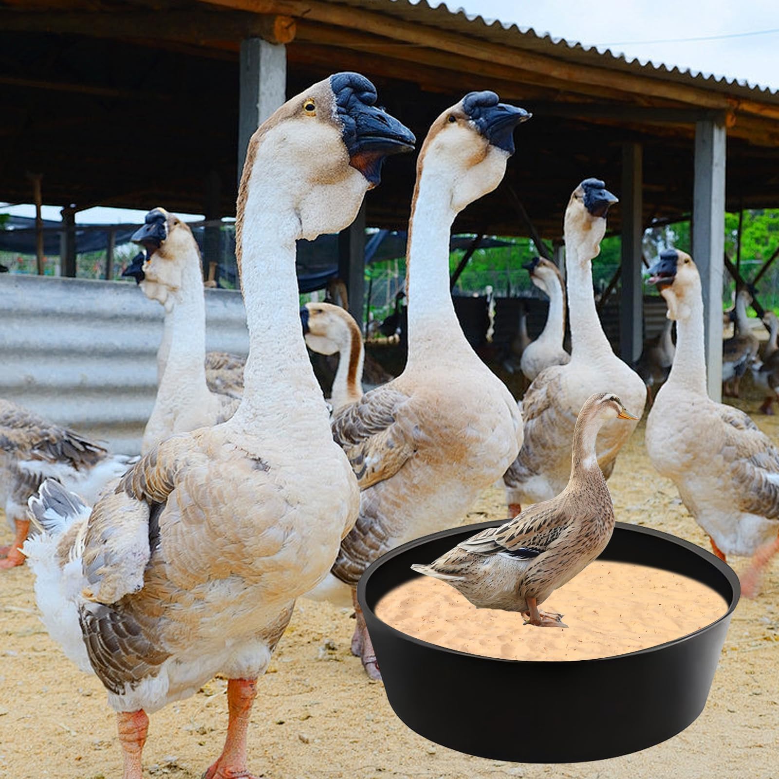 Baignoire De Sable pour Poulailler: 25 X 5,9'' Bain De Poussière pour Poules, Construction sans Fond, Réglable Bain De Poussière De Poulet avec 6 Clous pour Canards, Poulets