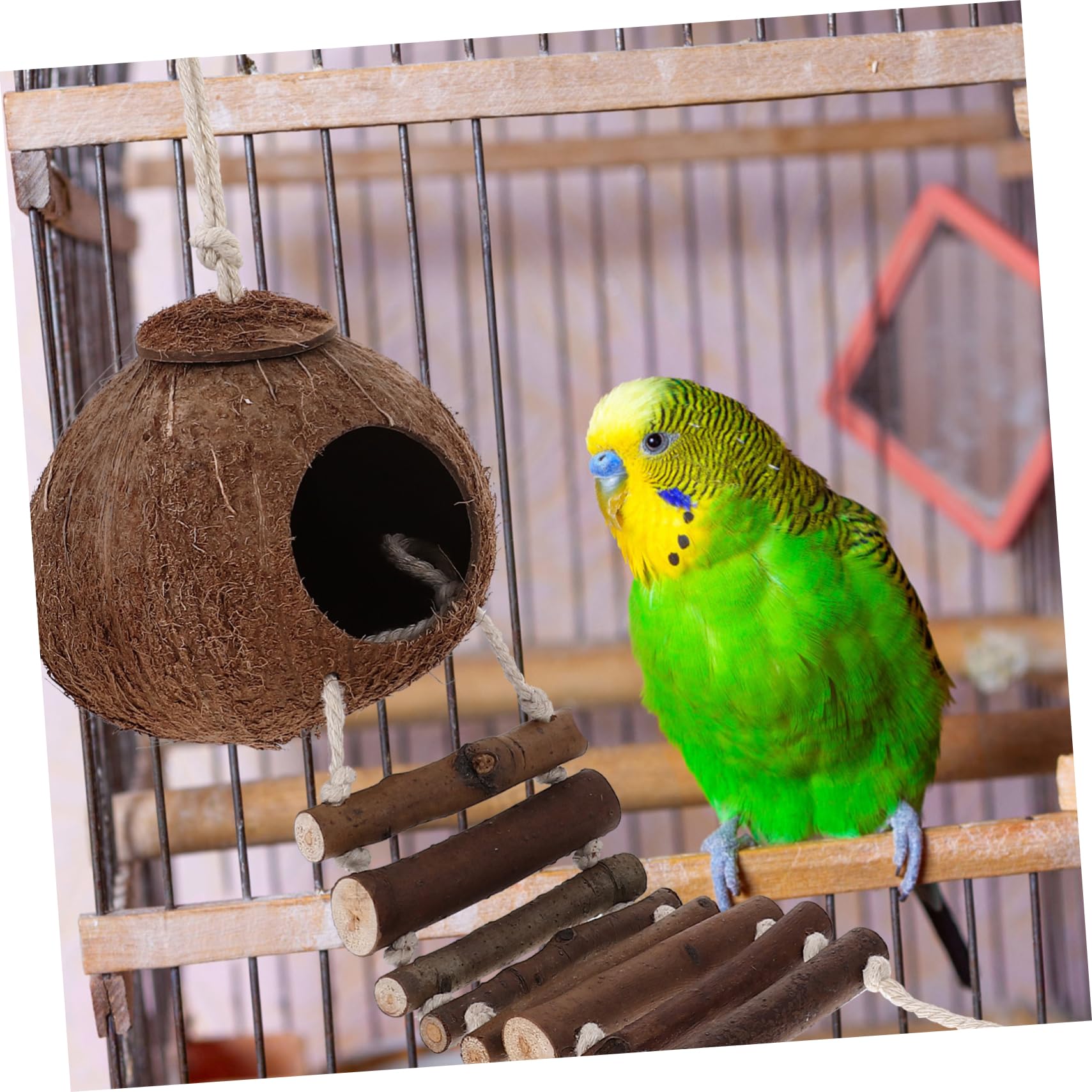 DOITOOL Hout Terrarium Reptiel Schuilplaats Baardagaam Natuurlijk Heremietkreeft
