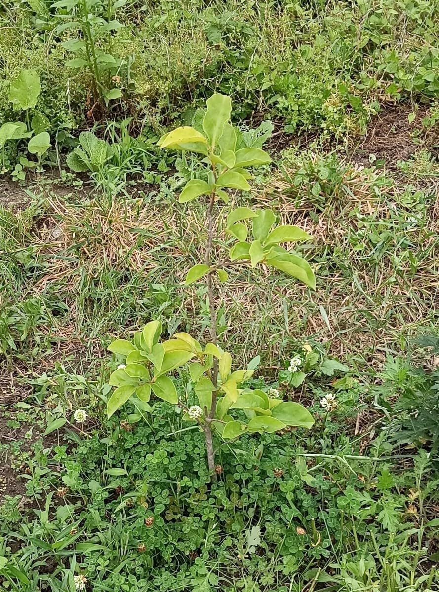 最高級、甘柿の苗木、1年生３株セット＋選べる粗品付き。送料無料。 最高級、甘柿の苗木、1年生3株セット＋選べる粗品付き。送料