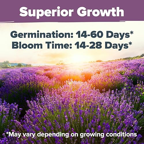 Miniatura 3 de HOME GROWN Juego de semillas de lavanda inglesa, paquete de 3, más de 4300 semillas de hierbas no transgénicas, semillas de flores silvestres de