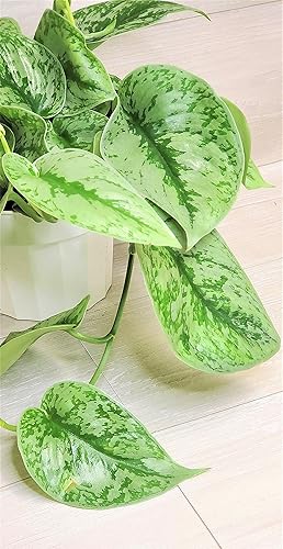 Miniatura 2 de Scindapsus Pictus Argyraeus 'Exotica Silver Satin Pothos' - Planta viva en maceta de 4 pulgadas por 3exoticgreen - Plantas de interior vivas de