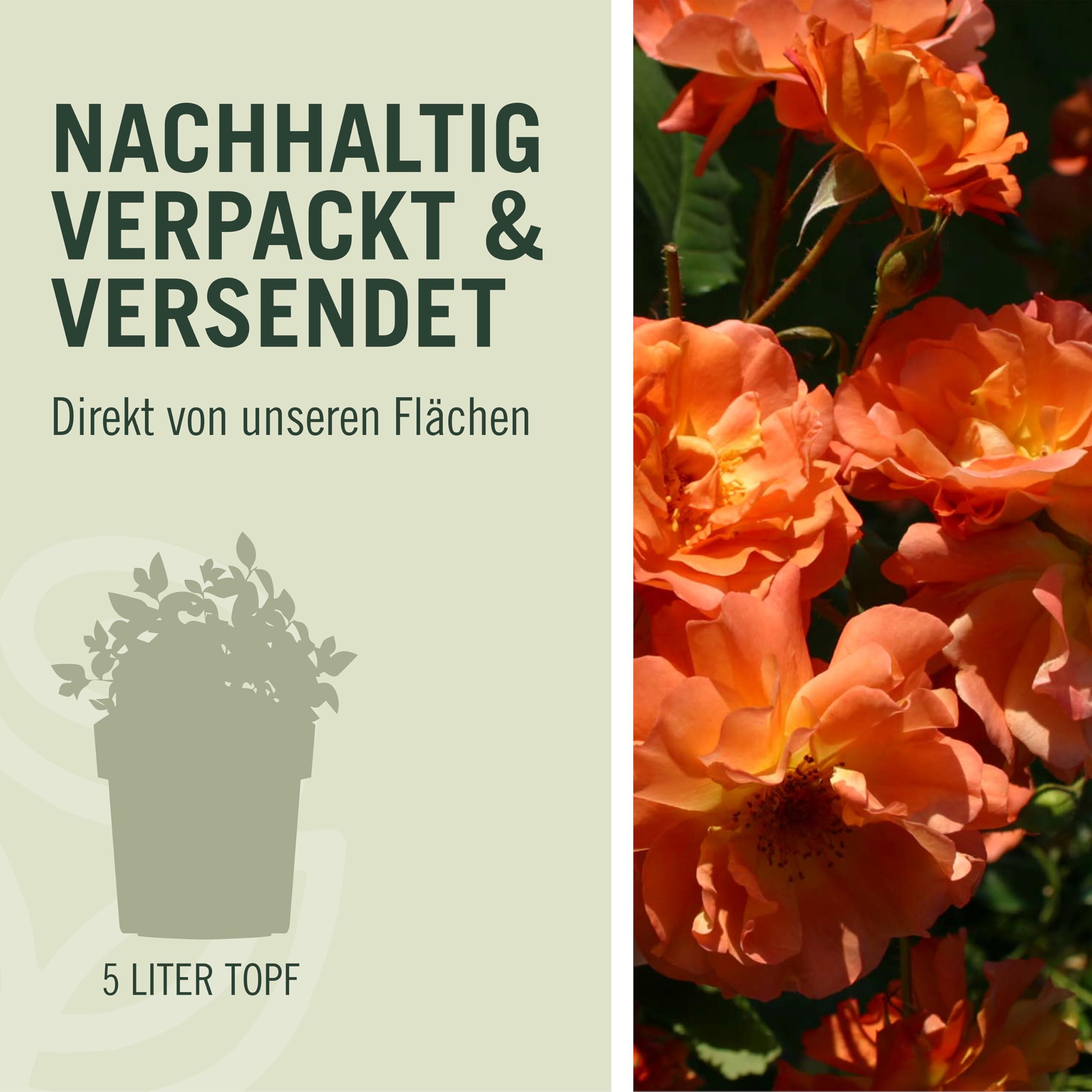 Rose Westerland ® Strauchrose mit ADR Auszeichnung Blüten-Farbe Orange-Gelb ? Winterharte Blume mit starkem Duft & ganzjähriger Pflanzzeit von Garten Schlüter - Pflanzen in Top Qualität