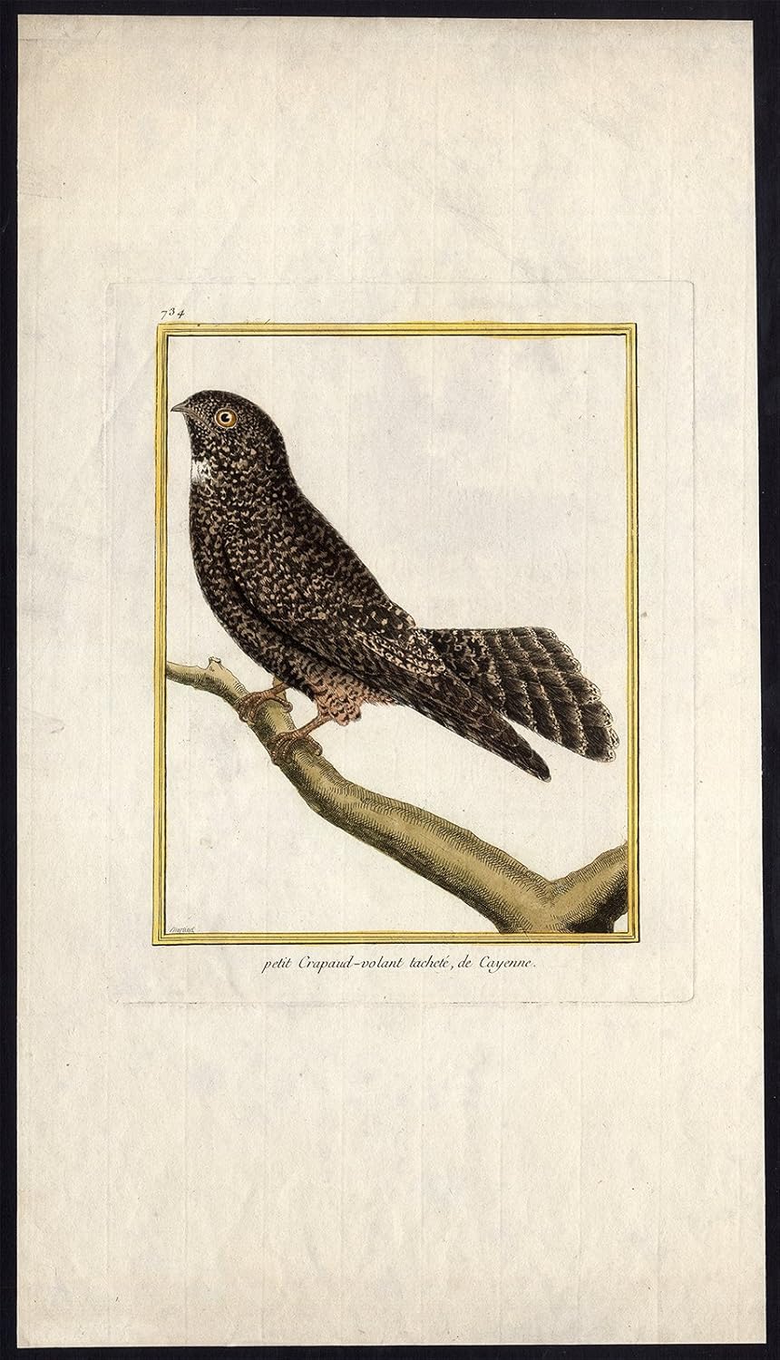Antique Print della linea CAYENNE NIGHTJAR SETOPAGIS MACULOSA BIRDS