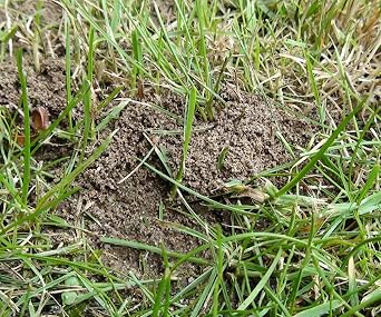 nemasys no ant large pack treating 50sqm