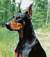 Vista 5 de Dean & Tyler Bozal de cesta de alambre para perros, tamaño nº D1