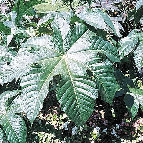 Semillas de frijol de ricino  Añade un toque tropical de rápido crecimiento a tu patio  10 semillas por paquete