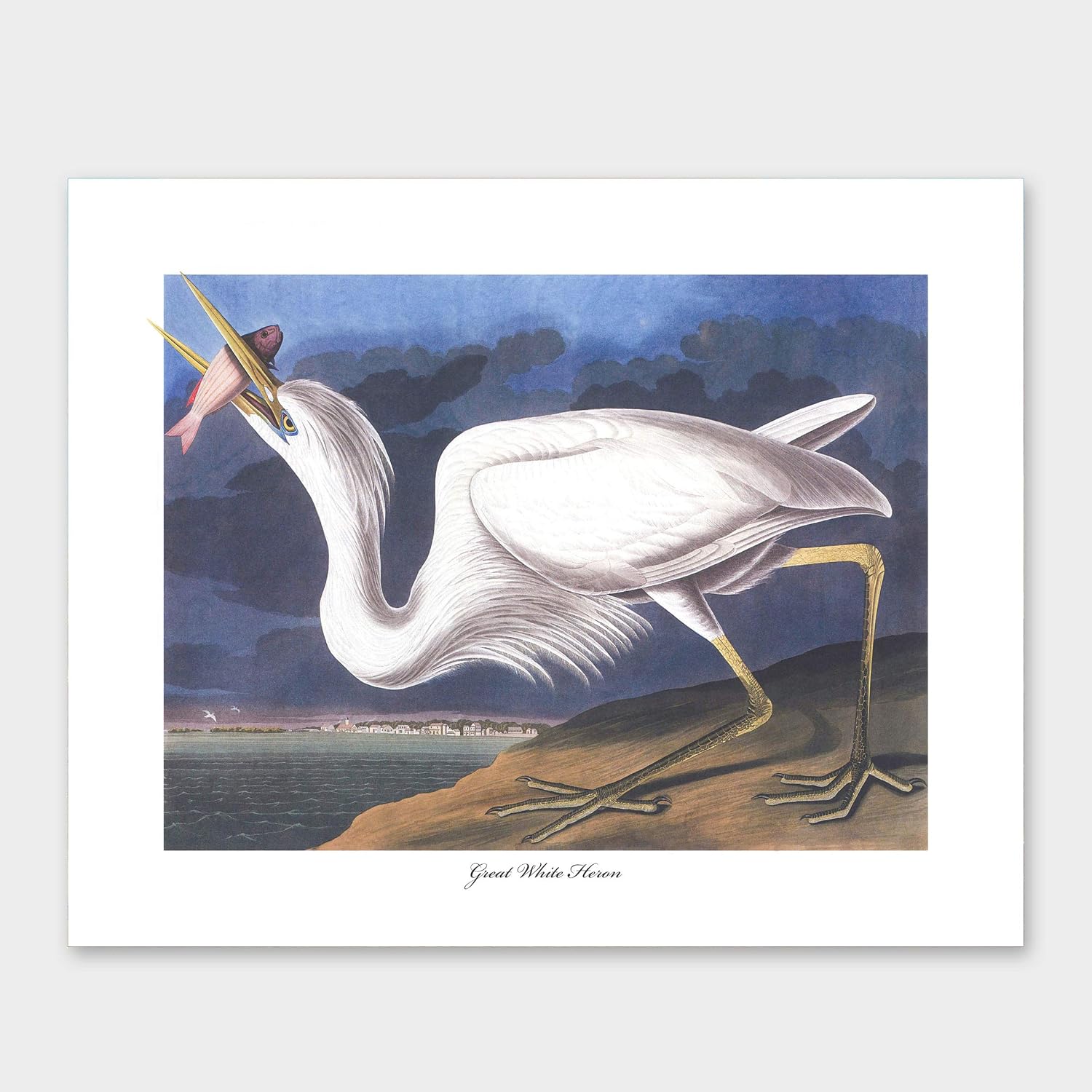 Heron Art - 8x10 Inch Coastal Bird Prints, Audubon Illustrations, Set of 4 - Unframed