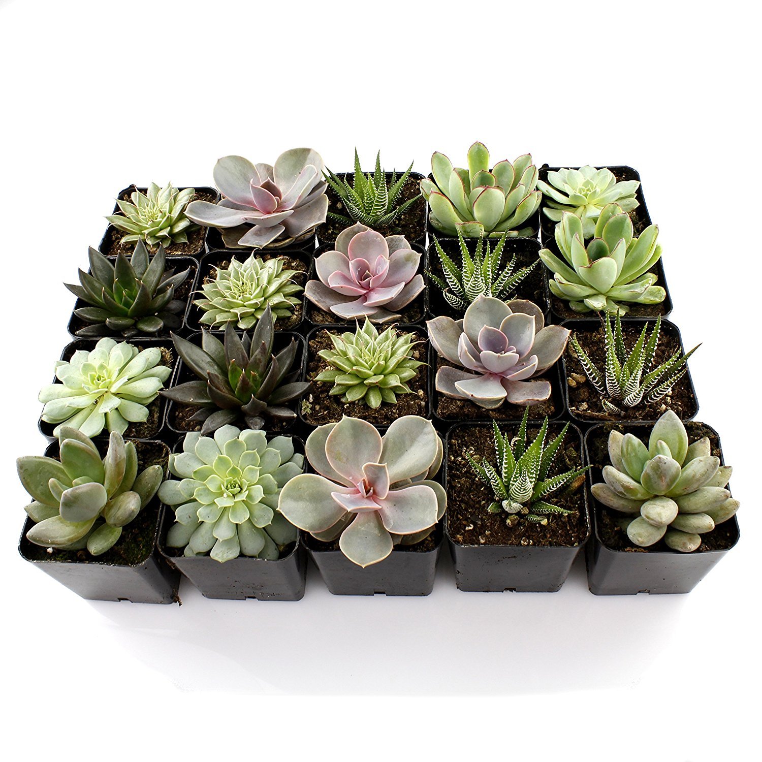Amazon.com: 2 Succulent Mixed Varieties Flat of 10 : Patio, Lawn & Garden