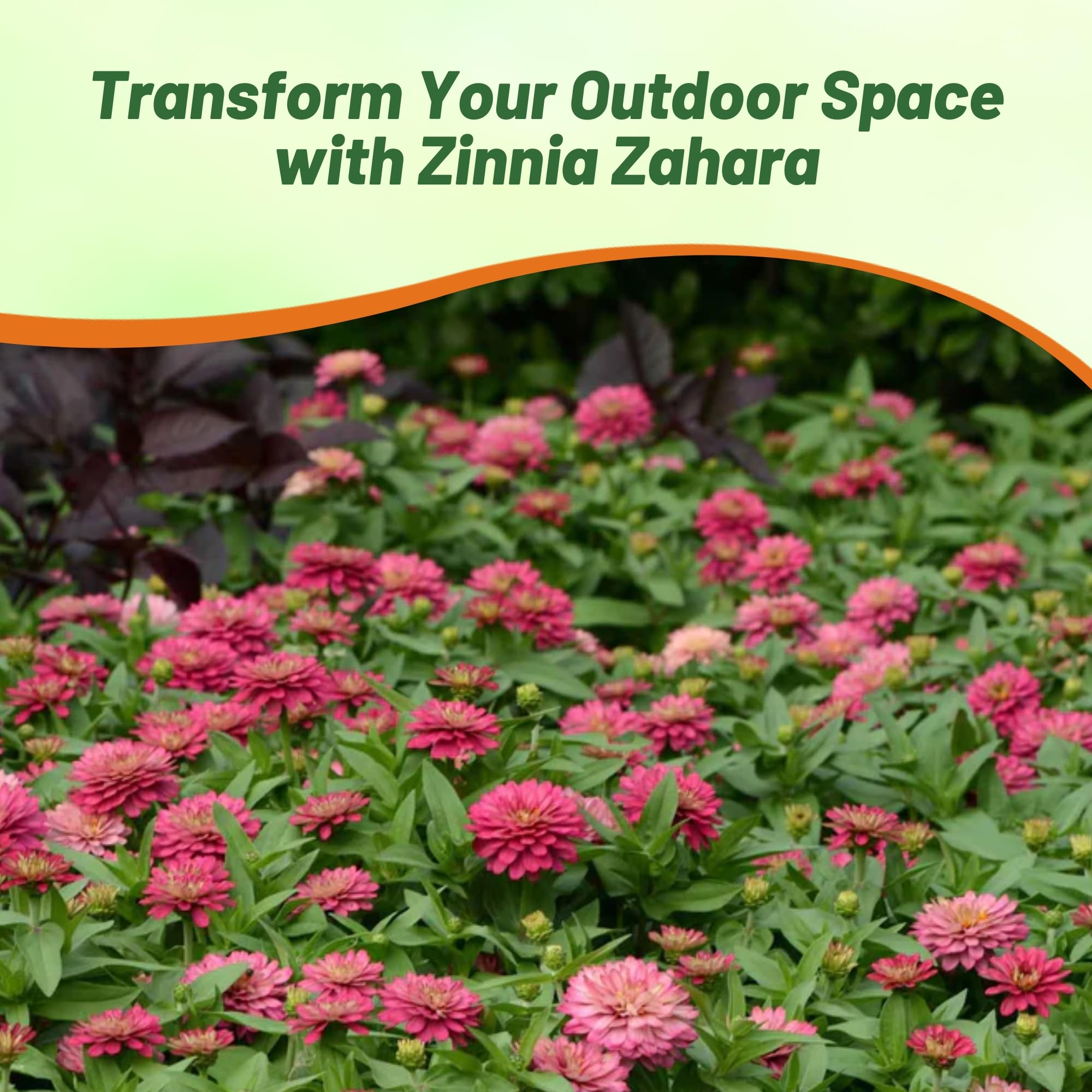Amazon.com: Outsidepride - Zinnia, 100 semillas anuales