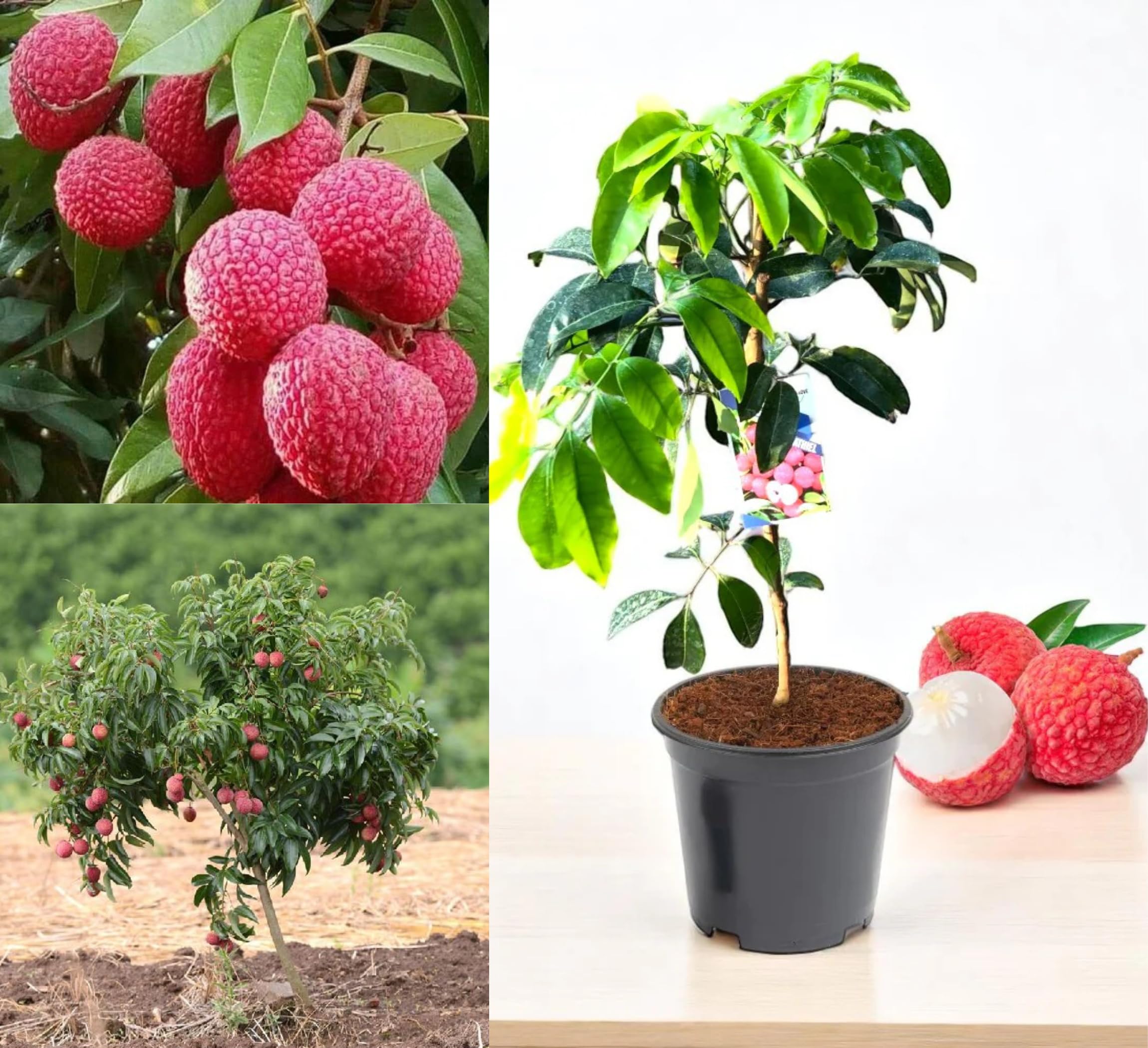 Thai Strawberry Plant - Grow Your Own! -30 Thai Strawberry Plant - Grow Your Own! -30