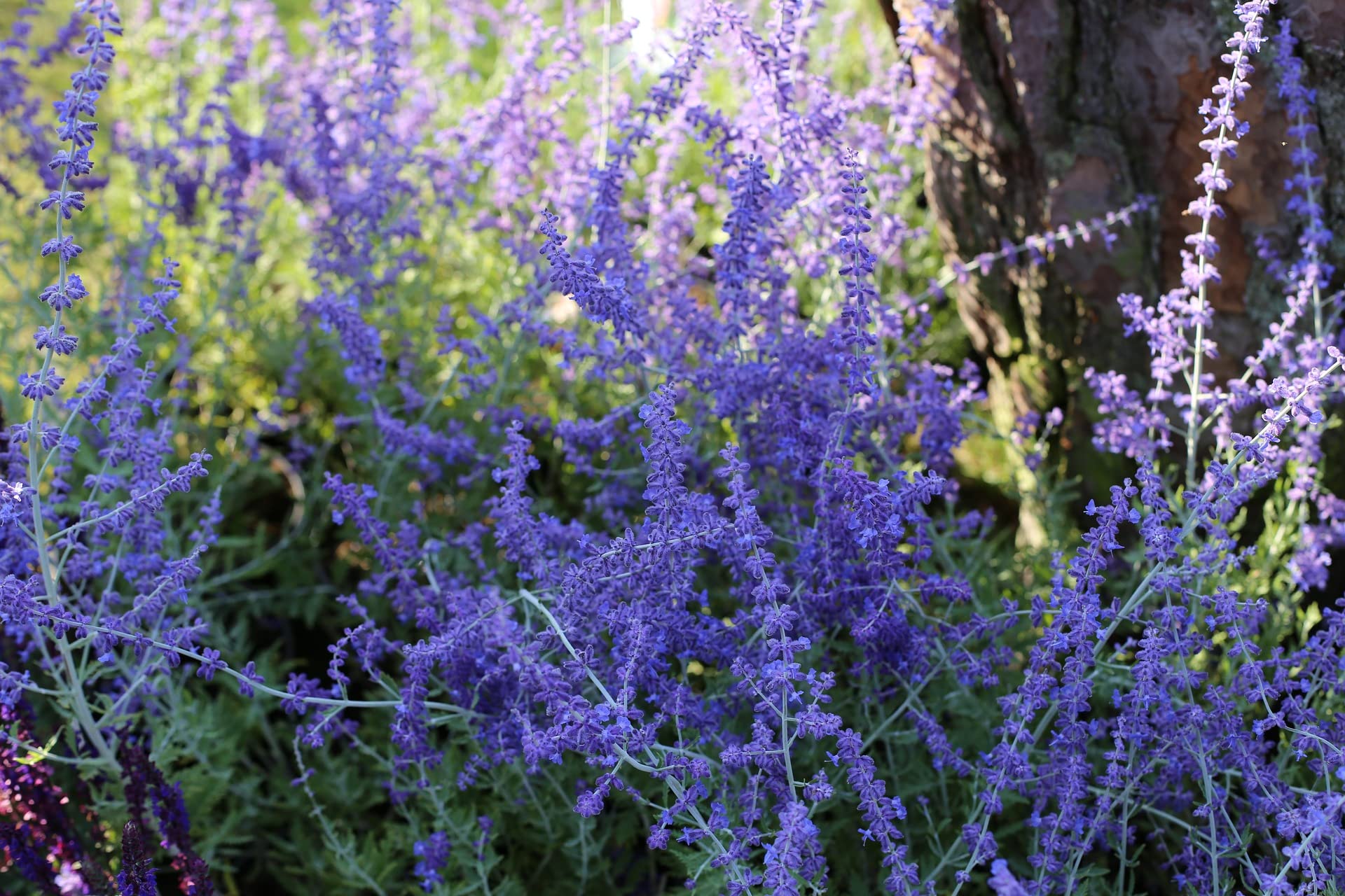 Perovskia 'Taiga' Seeds, Russian Sage - Perennial, Statement Plant