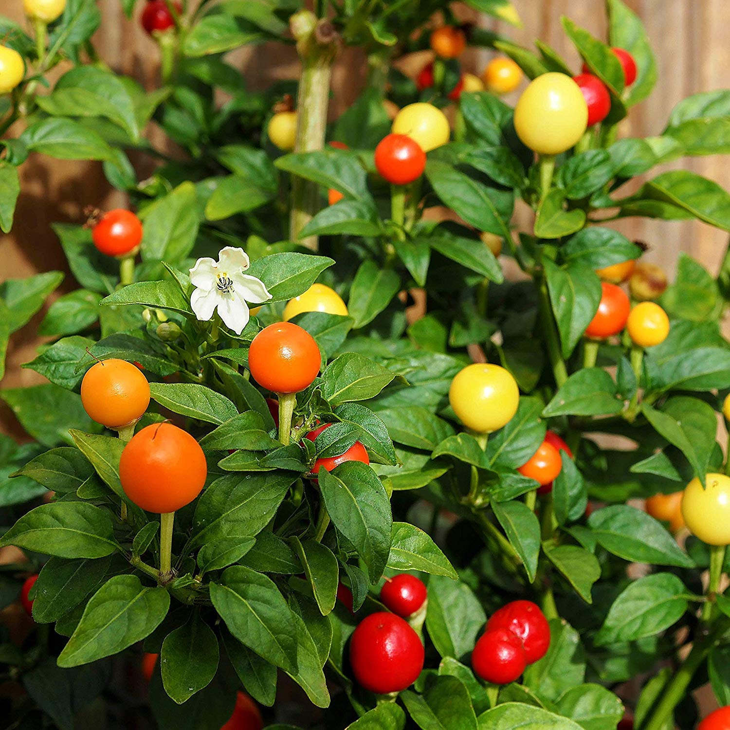 Golden Hills Farm Japanese Lantern Chili Pepper Seeds,Exotic Seeds,High Germination 100 seeds (B07P2NK2D8) Amazon Price History, Amazon Price Tracker