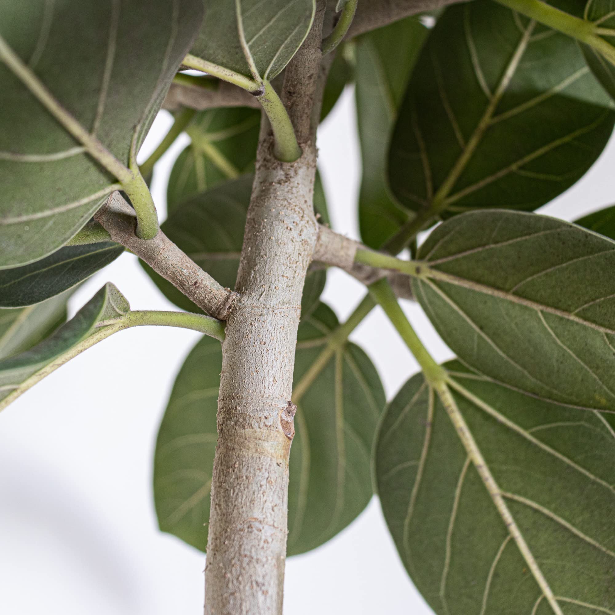 grow your own bonsai tree Maktus