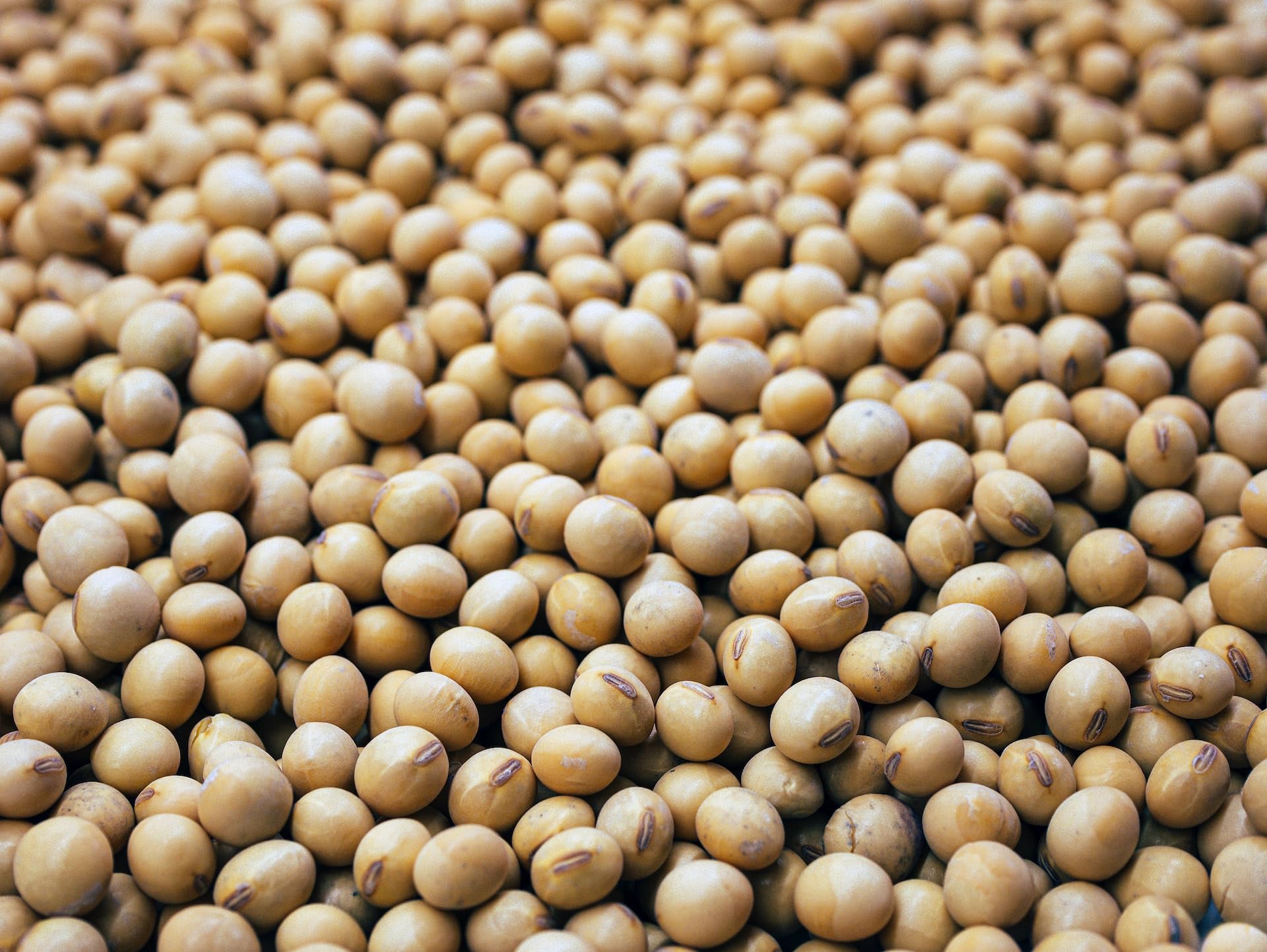 Kamelur 2,5kg BIO Sojabohnen aus EU-Landwirtschaft - Soja Bohnen BIO ohne jegliche Zusätze
