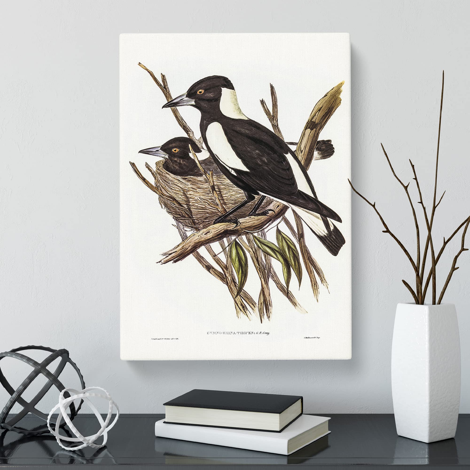 Piping Crow Shrike Birds By Elizabeth Gould Canvas Print, Mixed, 25L x 50W cm - Image 2