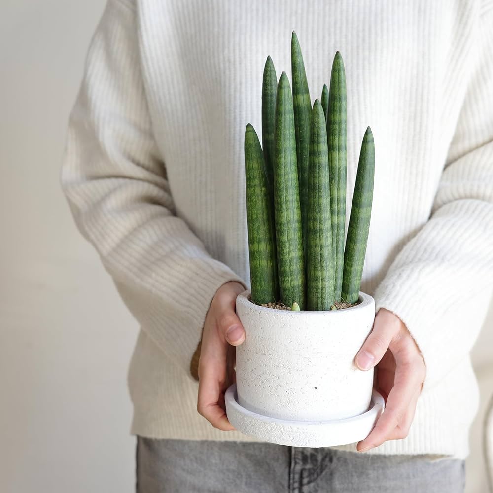 Amazon｜サンスベリア スタッキー 育てやすい お手入れかんたん